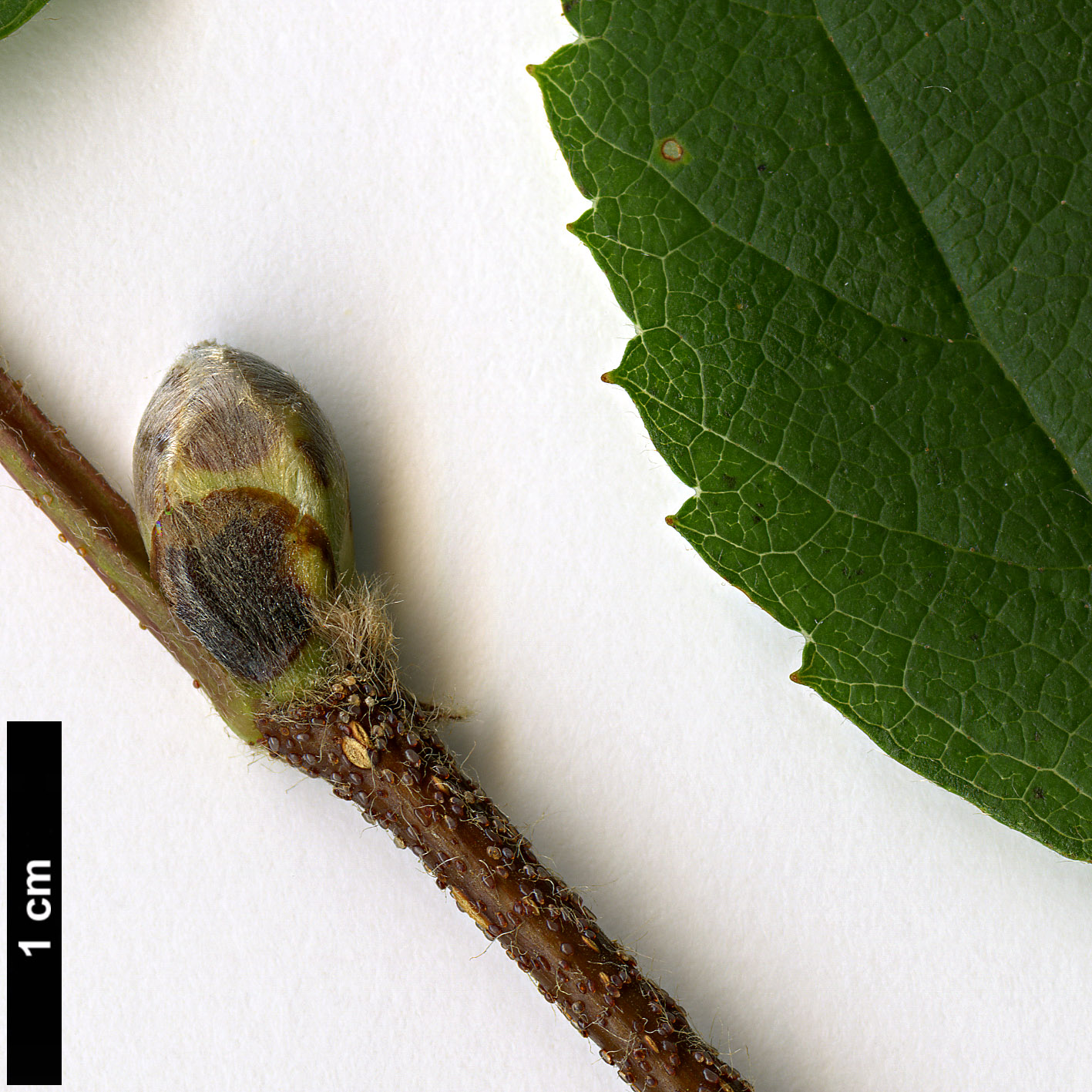 High resolution image: Family: Betulaceae - Genus: Betula - Taxon: ermanii - SpeciesSub: var. lanata